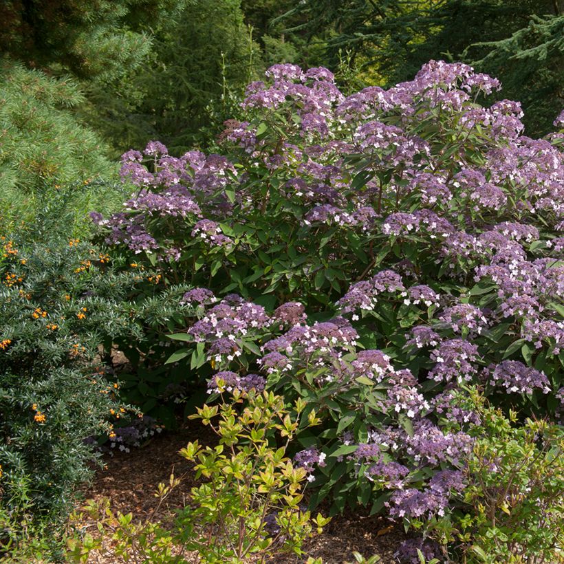 Hydrangea aspera Velvet & Lace - Samthortensie (Hafen)