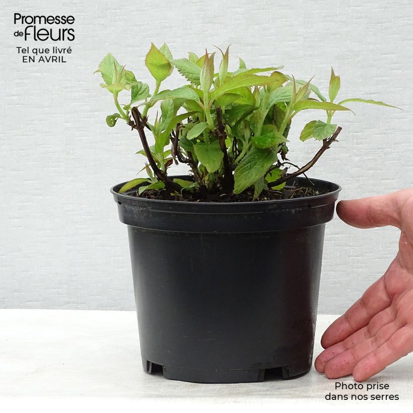 Exemplar von Hydrangea involucrata - Hüllblatt-Hortensie Topf mit 2L/3L wie im Frühjahr geliefert