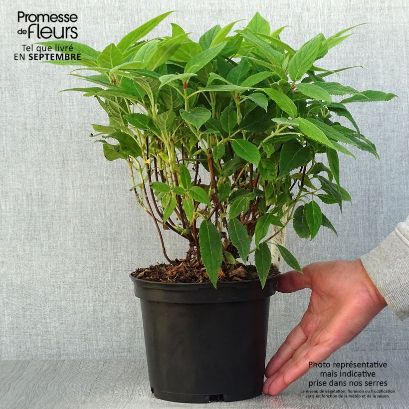 Exemplar von Hydrangea involucrata - Hüllblatt-Hortensie Topf mit 2L/3L wie im Herbst geliefert
