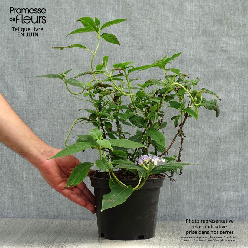 Exemplar von Hydrangea involucrata - Hüllblatt-Hortensie Topf mit 2L/3L wie im Sommer geliefert