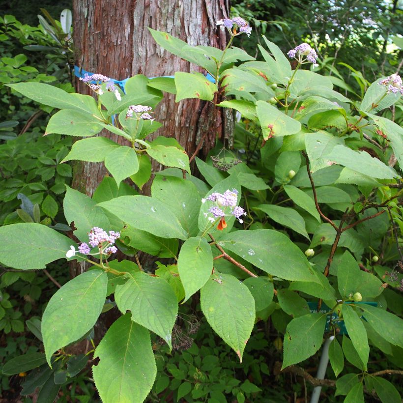 Hydrangea involucrata - Hüllblatt-Hortensie (Hafen)