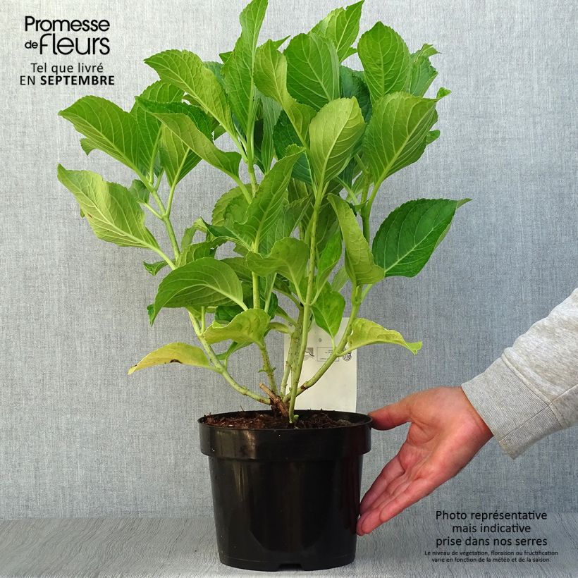 Exemplar von Hydrangea macrophylla Ayesha - Bauernhortensie Topf mit 2L/3L wie im Herbst geliefert