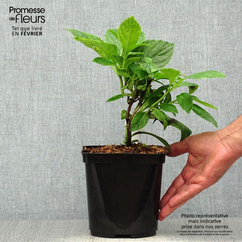 Exemplar von Hydrangea macrophylla Beauté Vendômoise - Bauernhortensie Topf mit 2L/3L wie im Herbst geliefert
