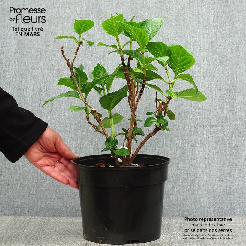 Exemplar von Hydrangea macrophylla Beautensia Dali - Bauernhortensie Topf mit 4L/5L wie im Frühjahr geliefert