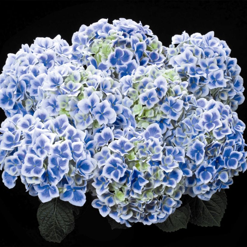 Hydrangea macrophylla Beautensia Dali - Bauernhortensie (Blüte)