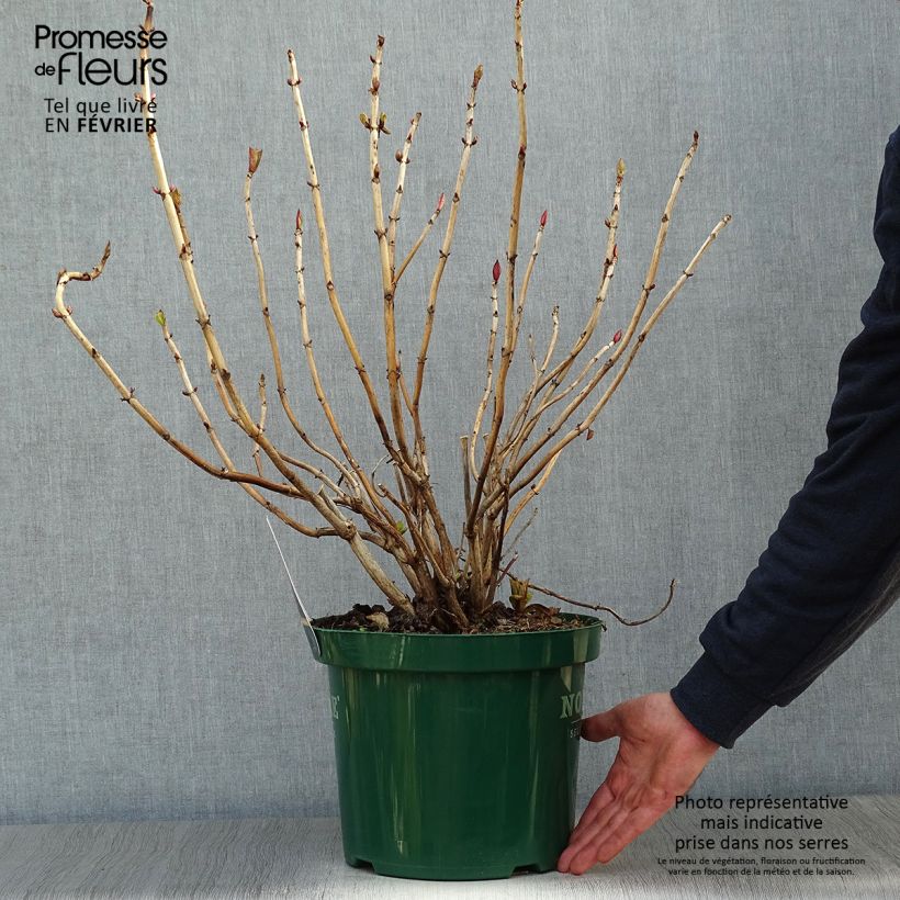 Exemplar von Hydrangea macrophylla Belle Séduction - Bauernhortensie Topf mit 7,5L/10L wie im Winter geliefert