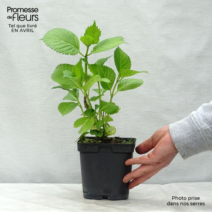 Exemplar von Hydrangea macrophylla Benelux Blue - Bauernhortensie Topf mit 2L/3L, Strauch wie im Frühjahr geliefert