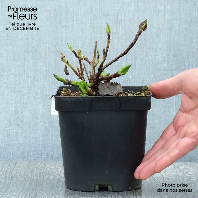 Exemplar von Hydrangea macrophylla Benelux Blue - Bauernhortensie Topf mit 2L/3L wie im Winter geliefert