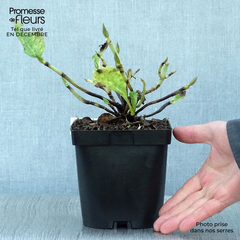 Exemplar von Hydrangea macrophylla Benelux Pink - Bauernhortensie Topf mit 2L/3L wie im Winter geliefert