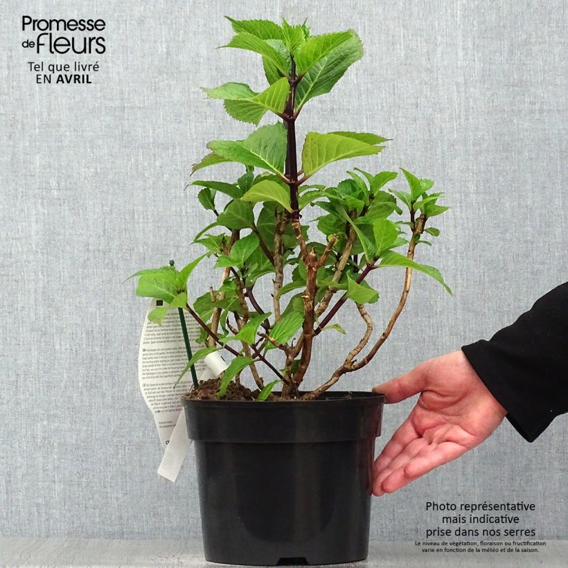 Exemplar von Hydrangea macrophylla Black Steel Purple - Bauernhortensie Topf mit 4L/5L wie im Frühjahr geliefert