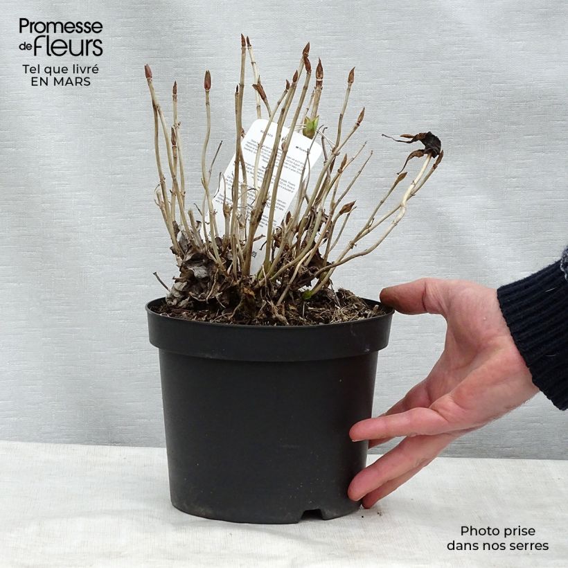 Exemplar von Hydrangea macrophylla Blauer Prinz - Bauernhortensie Topf mit 2L/3L wie im Frühjahr geliefert