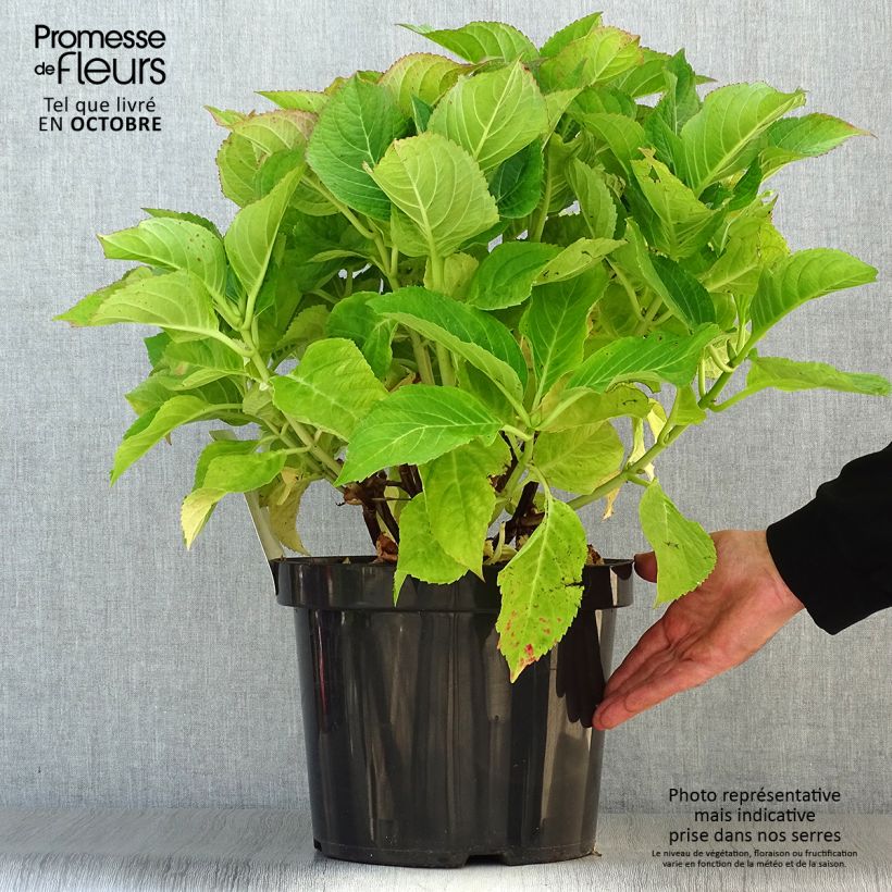 Exemplar von Hydrangea macrophylla Blaumeise - Bauernhortensie Topf mit 7,5L/10L wie im Herbst geliefert