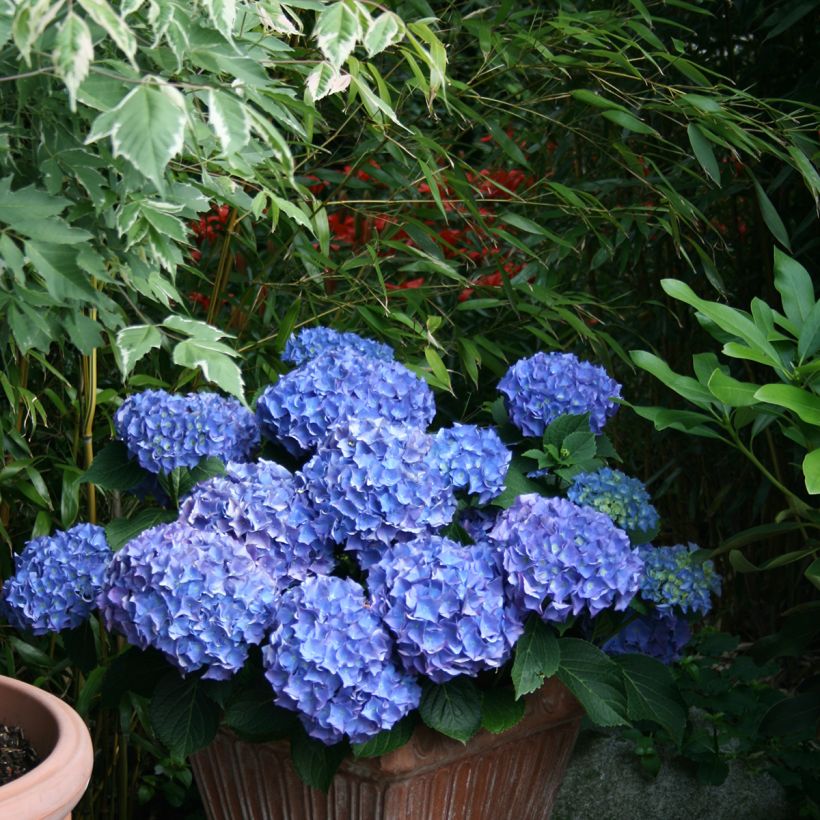 Hydrangea macrophylla Blaumeise - Bauernhortensie (Hafen)