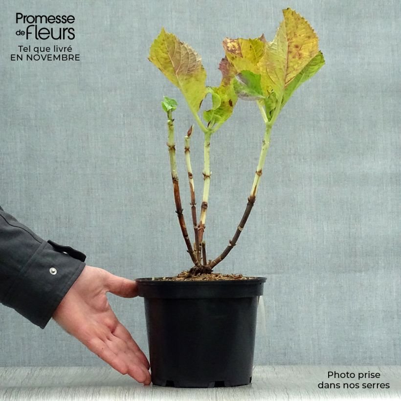 Exemplar von Hydrangea macrophylla Blaumeise - Bauernhortensie Topf mit 2L/3L wie im Herbst geliefert