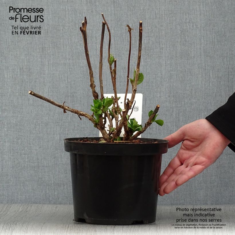 Exemplar von Hydrangea macrophylla Blue Sky - Bauernhortensie Topf mit 4L/5L wie im Winter geliefert