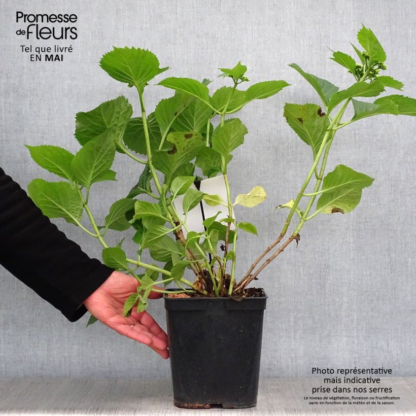 Exemplar von Hydrangea macrophylla Blue Sky - Bauernhortensie Topf mit 4L/5L wie im Frühjahr geliefert