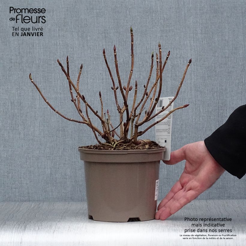 Exemplar von Hydrangea macrophylla Blue wave - Bauernhortensie Topf mit 2L/3L wie im Winter geliefert