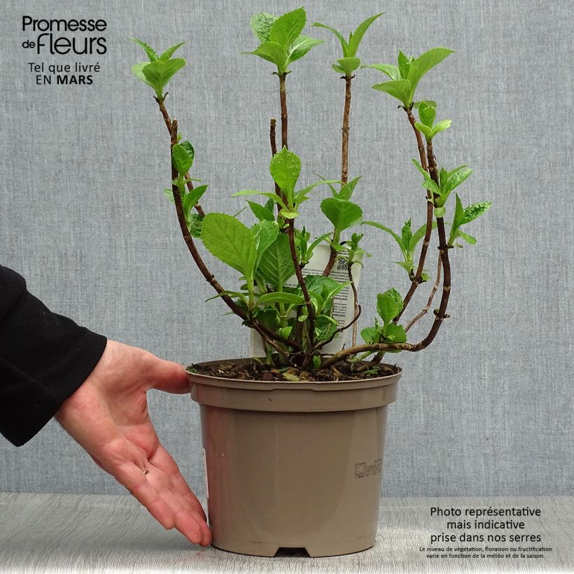 Exemplar von Hydrangea macrophylla Blue wave - Bauernhortensie Topf mit 2L/3L wie im Frühjahr geliefert