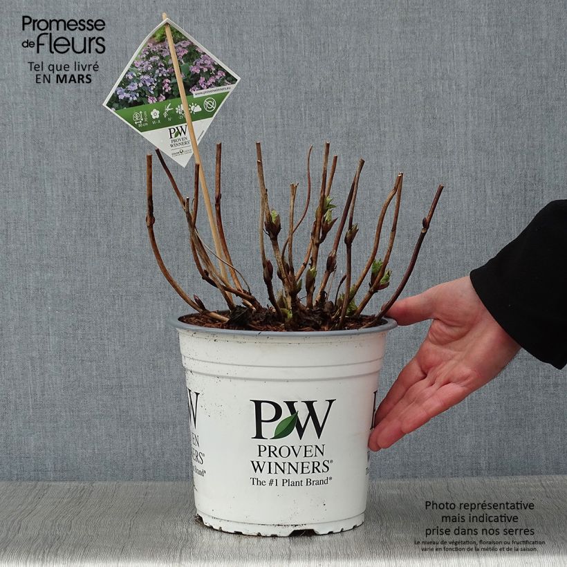 Exemplar von Hydrangea macrophylla Blueberry Cheesecake - Bauernhortensie Topf mit 4L/5L wie im Winter geliefert