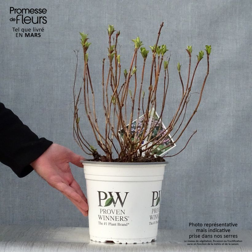 Exemplar von Hydrangea macrophylla Blueberry Cheesecake - Bauernhortensie Topf mit 4L/5L wie im Frühjahr geliefert