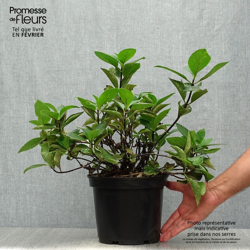 Exemplar von Hydrangea macrophylla Rendez-Vous Choco Chic - Bauernhortensie Topf mit 4L/5L wie im Herbst geliefert