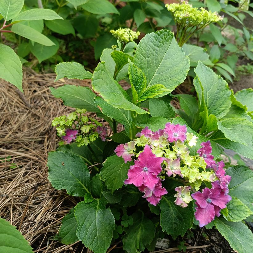 Hydrangea macrophylla Curly Sparkle Red - Bauernhortensie (Hafen)