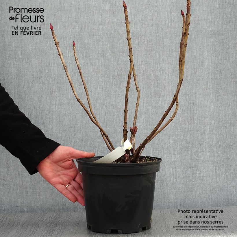 Exemplar von Hydrangea macrophylla Black Diamonds Dark Angel - Bauernhortensie Topf mit 4L/5L wie im Winter geliefert