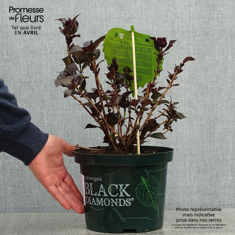Exemplar von Hydrangea macrophylla Dark Angel Purple - Bauernhortensie Topf mit 2L/3L wie im Frühjahr geliefert