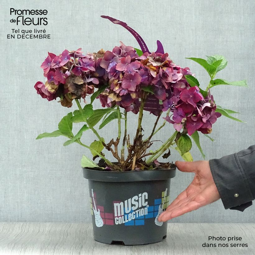Exemplar von Hydrangea macrophylla Deep Purple Dance - Bauernhortensie Topf mit 4L/5L wie im Winter geliefert