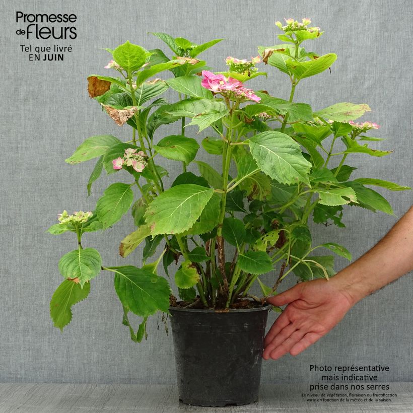 Exemplar von Hydrangea macrophylla Dolce Fragola - Bauernhortensie Topf mit 4L/5L wie im Sommer geliefert