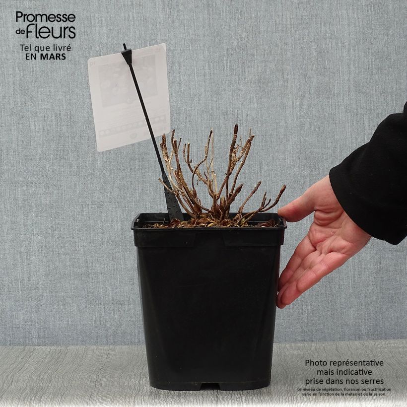 Exemplar von Hydrangea macrophylla Dolce Gipsy - Bauernhortensie Topf mit 4L/5L wie im Winter geliefert