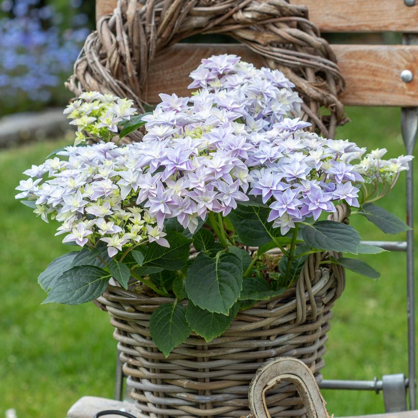Hydrangea macrophylla Double Dutch Blue - Bauernhortensie (Hafen)