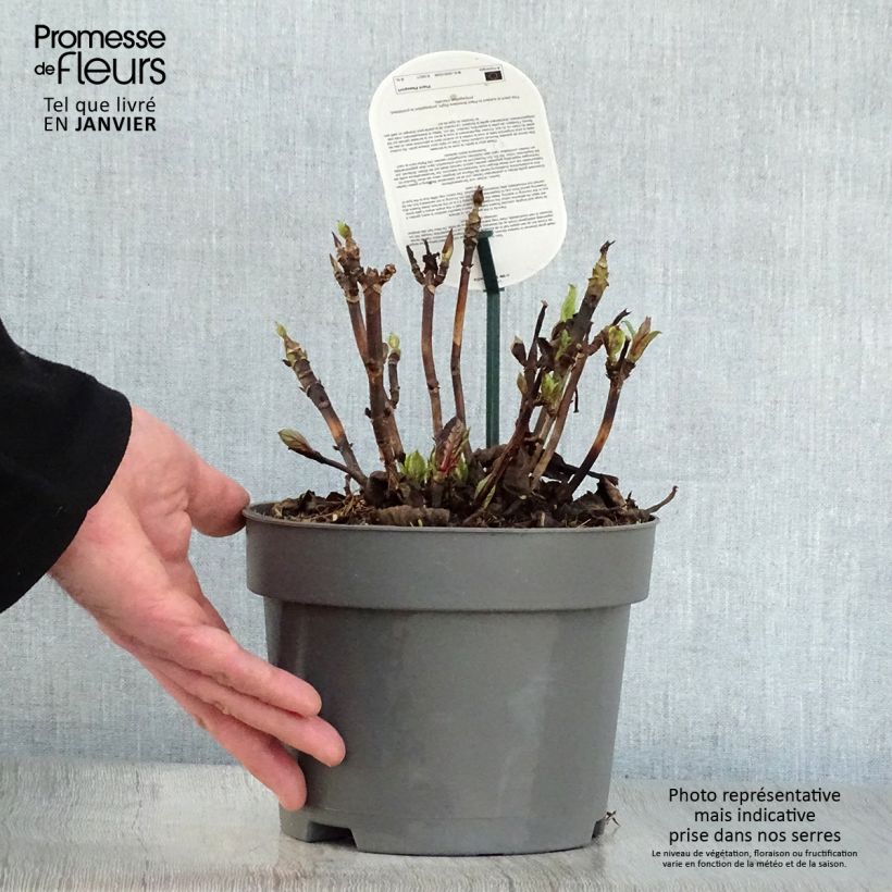 Exemplar von Hydrangea macrophylla Early Blue - Bauernhortensie Topf mit 2L/3L wie im Winter geliefert