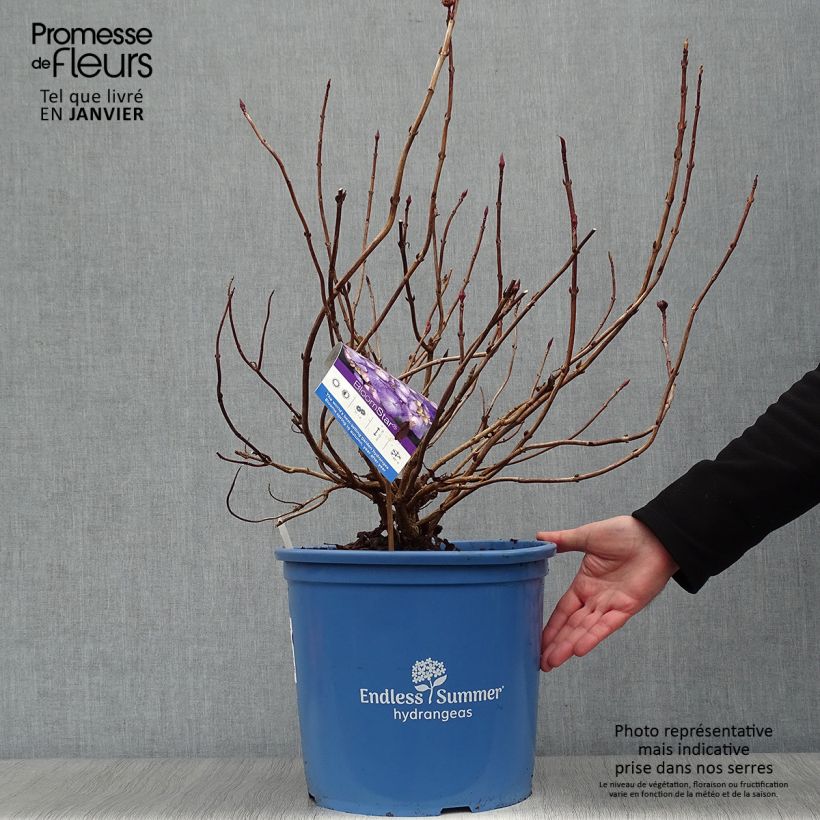 Exemplar von Hydrangea macrophylla Endless Summer Bloomstar - Bauernhortensie Topf mit 12L/15L wie im Winter geliefert