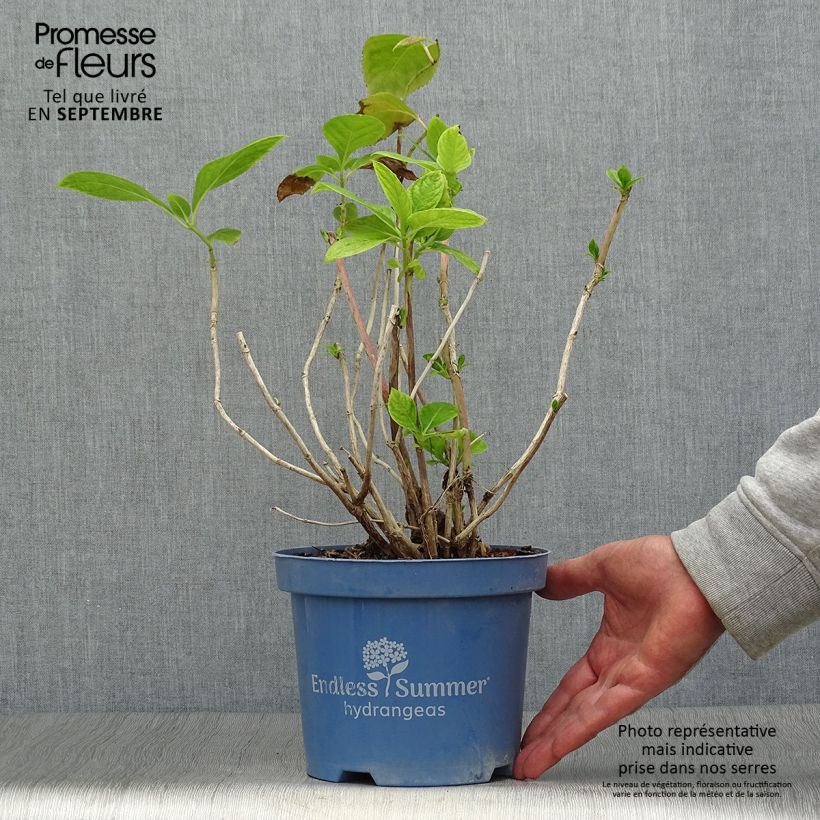 Exemplar von Hydrangea macrophylla Endless Summer The Bride - Bauernhortensie Topf mit 2L/3L wie im Herbst geliefert