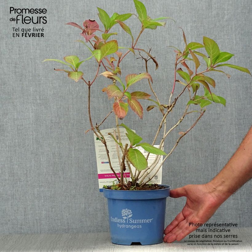 Exemplar von Hydrangea macrophylla Endless Summer Twist and Shout - Bauernhortensie Topf mit 2L/3L wie im Herbst geliefert