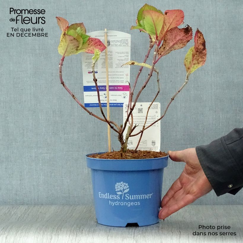 Exemplar von Hydrangea macrophylla Endless Summer Twist and Shout - Bauernhortensie Topf mit 2L/3L wie im Winter geliefert