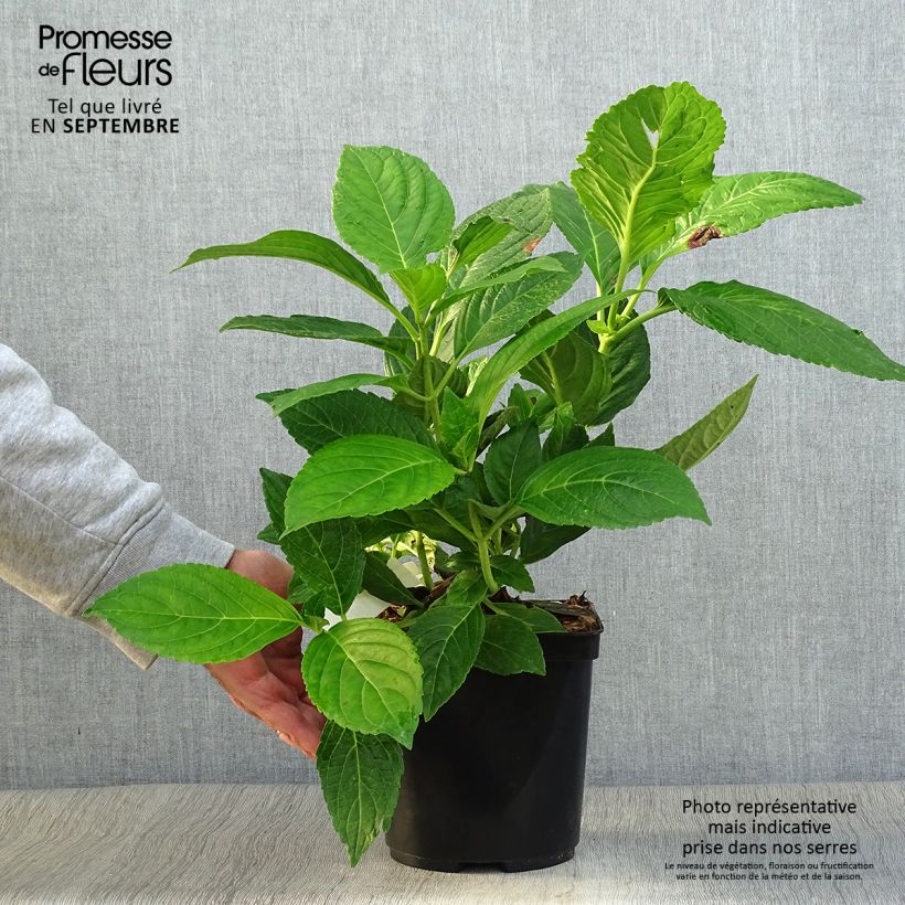 Exemplar von Hydrangea macrophylla Etoile Violette - Bauernhortensie Topf mit 2L/3L wie im Herbst geliefert
