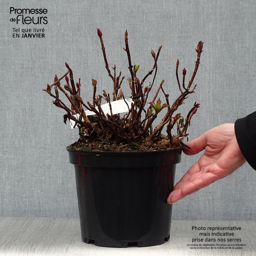 Exemplar von Hydrangea macrophylla Rendez-Vous French Cancan - Bauernhortensie Topf mit 4L/5L wie im Winter geliefert