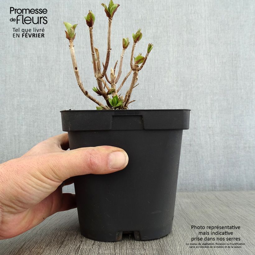 Exemplar von Hydrangea macrophylla Freudenstein - Bauernhortensie Topf mit 2L/3L wie im Winter geliefert