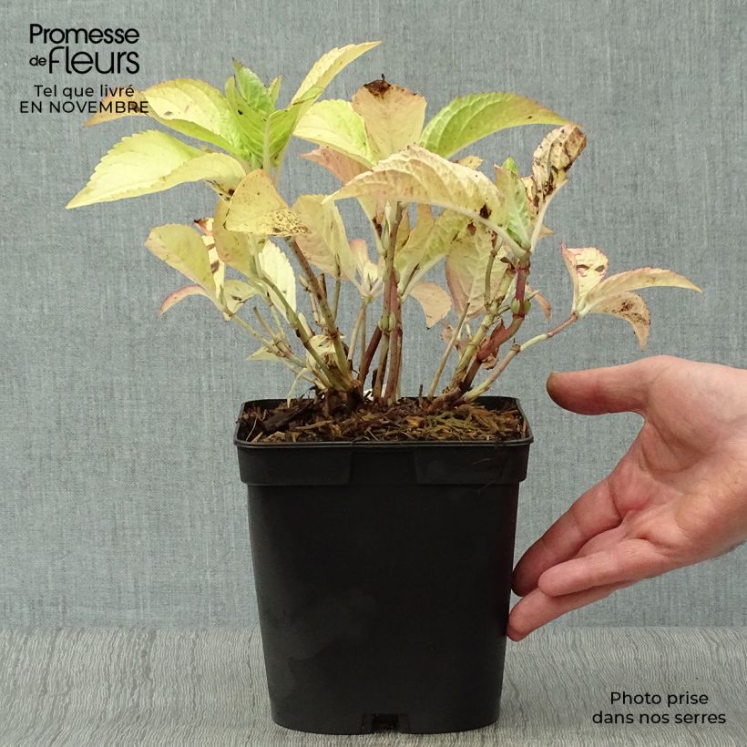Exemplar von Hydrangea macrophylla Generale Vicomtesse de Vibraye - Bauernhortensie Topf mit 2L/3L wie im Herbst geliefert