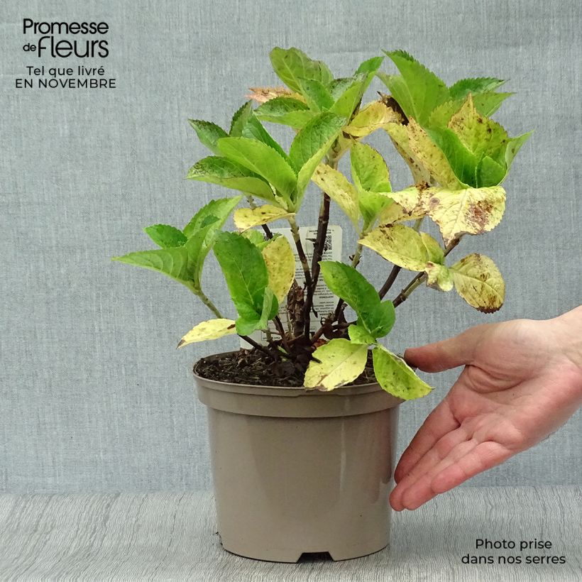 Exemplar von Hydrangea macrophylla Gertrud Glahn - Bauernhortensie Topf mit 2L/3L wie im Herbst geliefert