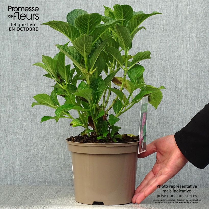 Exemplar von Hydrangea macrophylla Glowing Amber - Bauernhortensie Topf mit 2L/3L wie im Herbst geliefert