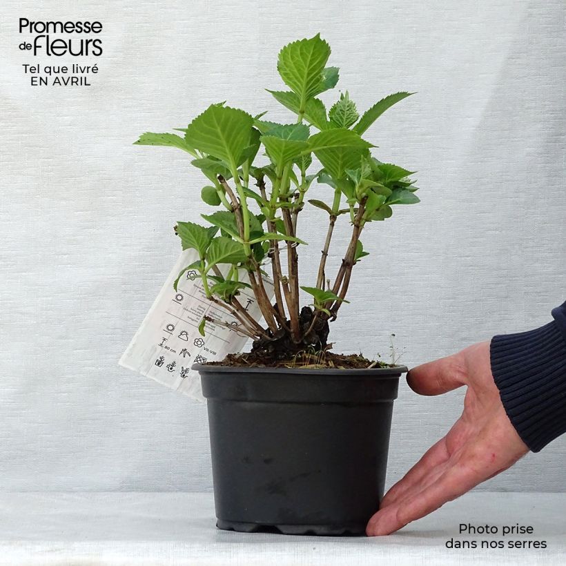 Exemplar von Hydrangea macrophylla Glowing Amber - Bauernhortensie Topf mit 2L/3L wie im Frühjahr geliefert