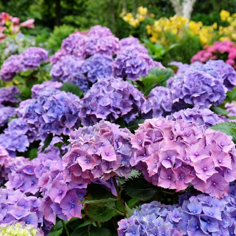 Hydrangea macrophylla Hambourg - Bauernhortensie (Blüte)