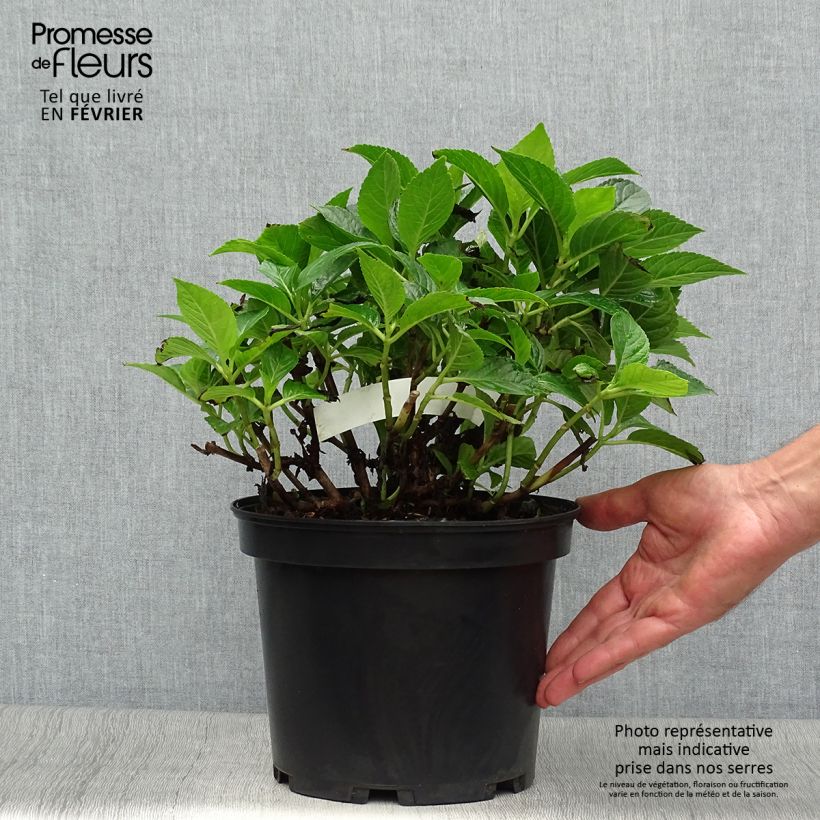 Exemplar von Hydrangea macrophylla Hovaria Hobergine - Bauernhortensie Topf mit 4L/5L wie im Herbst geliefert