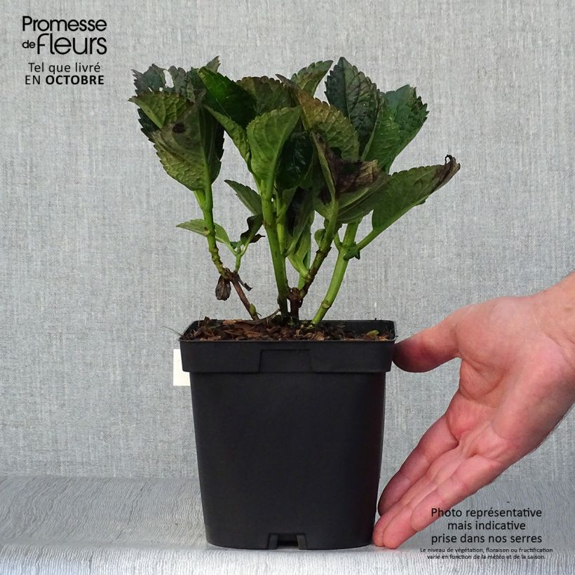 Exemplar von Hydrangea macrophylla Julisa - Bauernhortensie Topf mit 1,5L/2L wie im Herbst geliefert