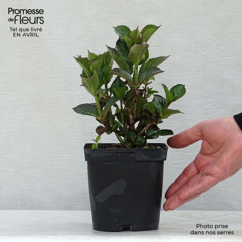 Exemplar von Hydrangea macrophylla Julisa - Bauernhortensie Topf mit 1,5L/2L wie im Frühjahr geliefert