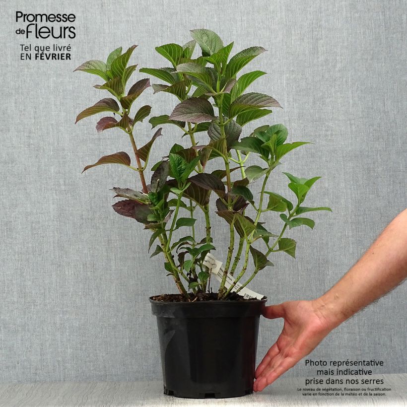 Exemplar von Hydrangea macrophylla Julisa - Bauernhortensie Topf mit 4L/5L wie im Herbst geliefert