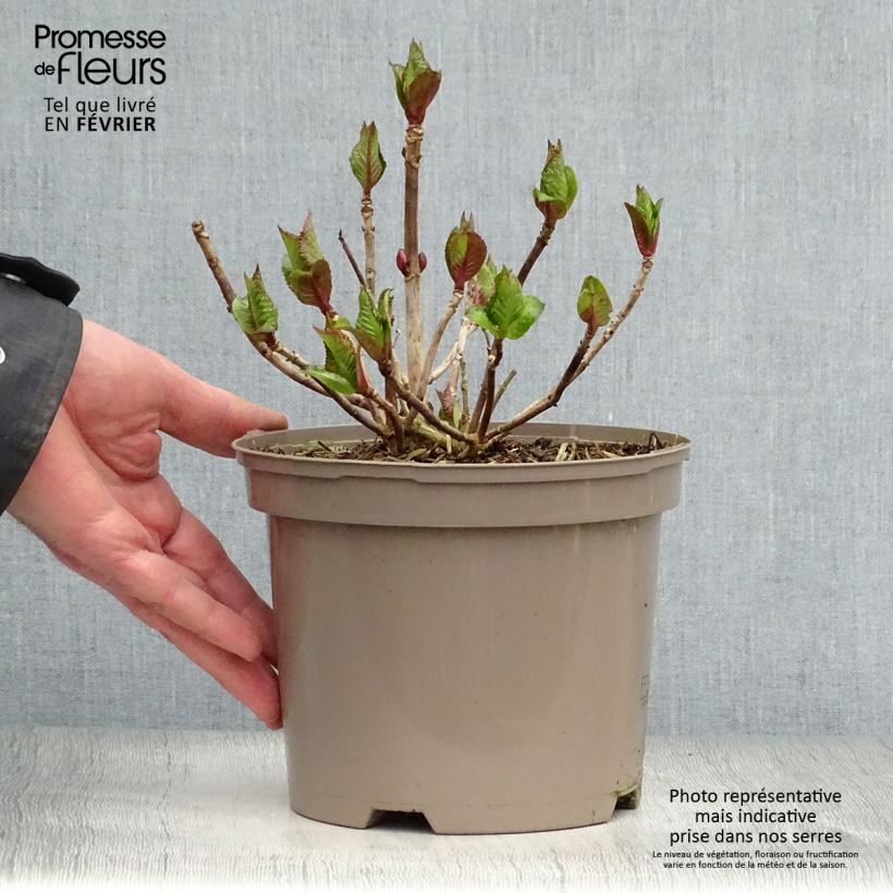 Exemplar von Hydrangea macrophylla Kardinal Violet - Bauernhortensie Topf mit 2L/3L wie im Winter geliefert